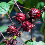 4 Sorrel Roselle Hibiscus, Jamaica Red Roselle Hibiscus 4 Inc Pot
