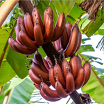 2 Red Banana Plants 4-8 Inc