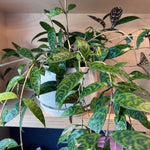 Aeschynanthus Black Pagoda Lipstick Plant, In 4 Inc Pot