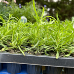 2 Tarragon Plants Live 4-8" Tall