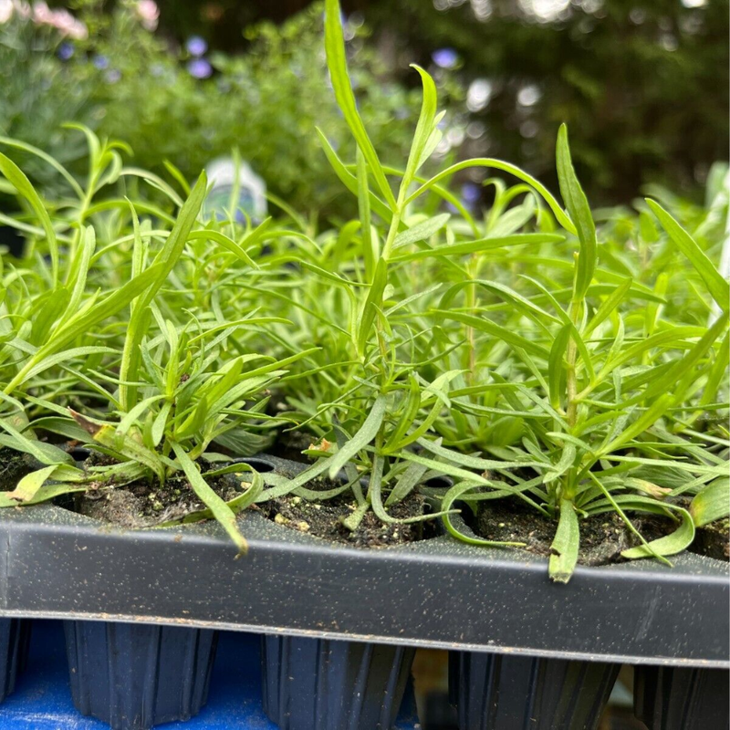 2 Tarragon Plants Live 4-8" Tall