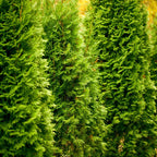 Thuja Green Giant Arborvitae Trees Live Plants - 2.5" Pot - 8-10" Tall