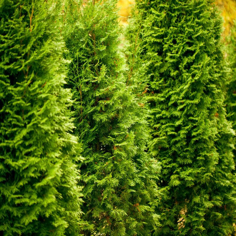 Thuja Green Giant Arborvitae Trees Live Plants - 2.5" Pot - 8-10" Tall