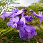 Set 2 Mini Jacaranda Mimosifolia Live Trees - 4" Pot