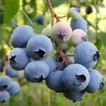 Sharpblue Blueberry Plant