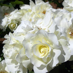 White Meilland Rose Bush