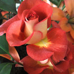 Leonidas Rose Plant Live