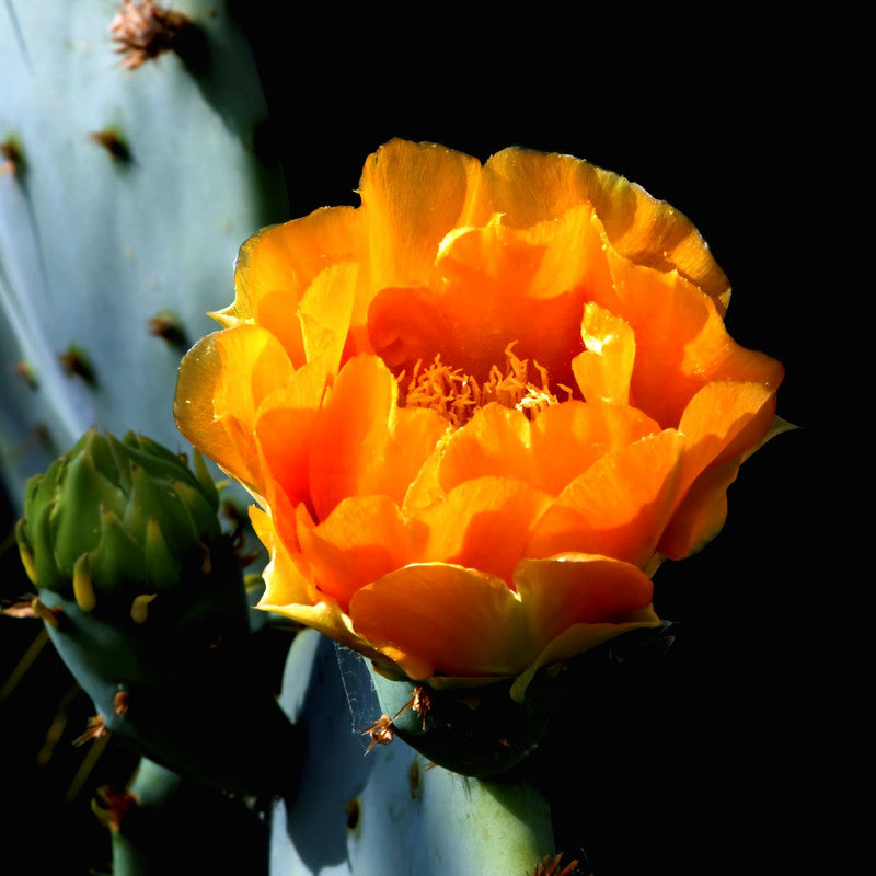 Orange Prickly Pear cactus plants, 2 plants, 6 to 8 inc long