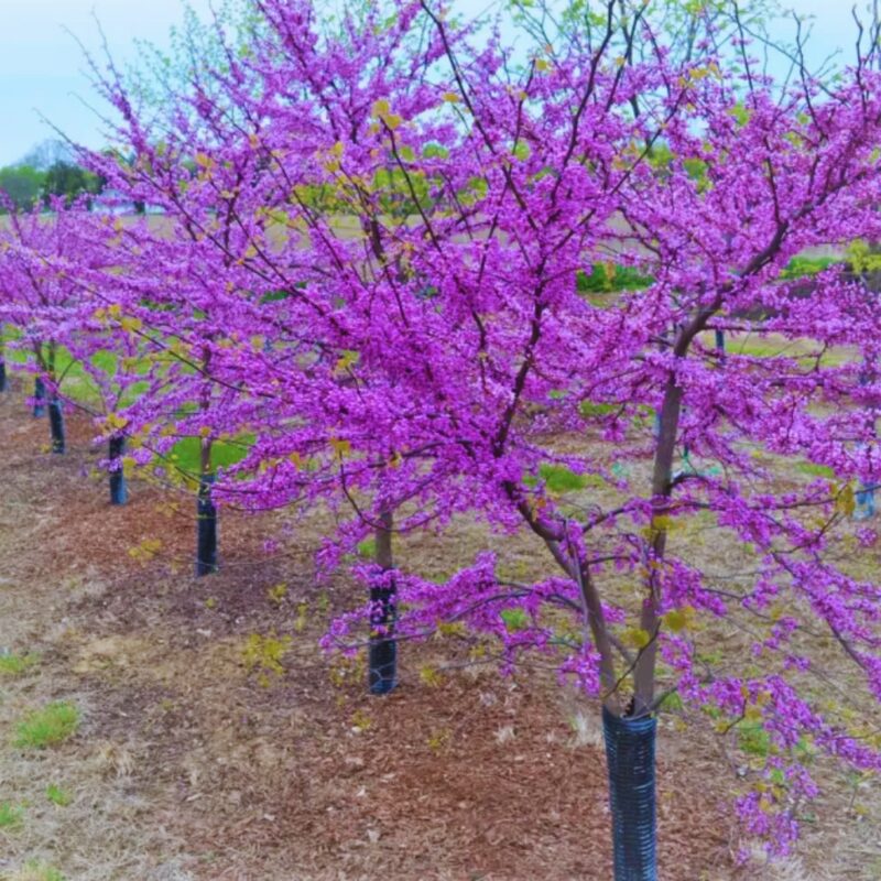American Redbud Tree Live Plant - 3-4 Ft - Cercis Canadensis - Zones 5-9 - 2 Year-Old Seedling Red Bud Trees Live Plants Outdoor Fast Growing