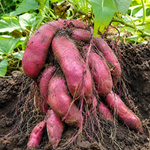 Sweet Potato Vine Live Plant, Rooted Starter, 4–6 Inches, 4-Inch Pot
