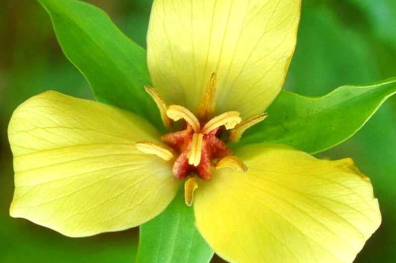 Assorted Trillium Roots - 20 Roots, Large Roots