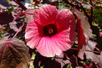 4 Cranberry Hibiscus Plants, 4 to 6 Inches Tall