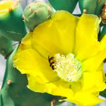 1 Lb Spineless Prickly Pear Opuntia Cactus Pads