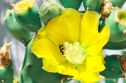 1 Lb Spineless Prickly Pear Opuntia Cactus Pads