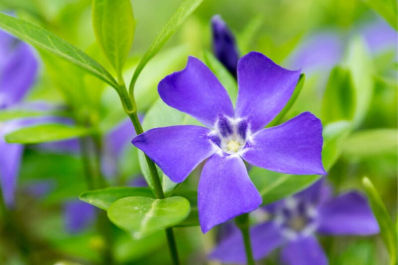 Vinca Plants Live - 75 Bare Roots - 6 to 8 Inc Tall