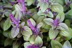 African Blue Basil Plants for Sale - 4 Plants, 3 to 5 Inches Tall
