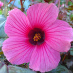 02 Cranberry Hibiscus Plants, 4 to 6 Inches Tall