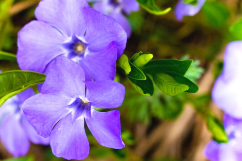 Vinca Plants Live - 800 Bare Roots - 6 to 8 Inc Tall