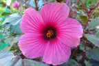 02 Cranberry Hibiscus Plants Live, 4 to 6 Inches Long