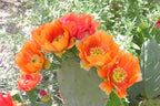 Orange Prickly Pear cactus plants, 6 to 8 inc tall, 3 plants