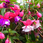 Fuchsia Plant Live for Sale - 5 to 7 Inc Tall, 2 Plants, Live Fuchsia Flower Plants