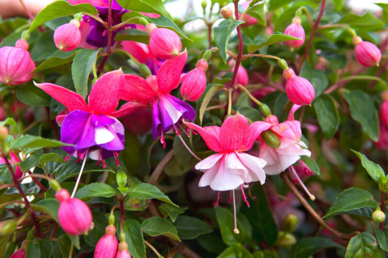 Fuchsia Plant Live for Sale - 5 to 7 Inc Tall, 2 Plants, Live Fuchsia Flower Plants