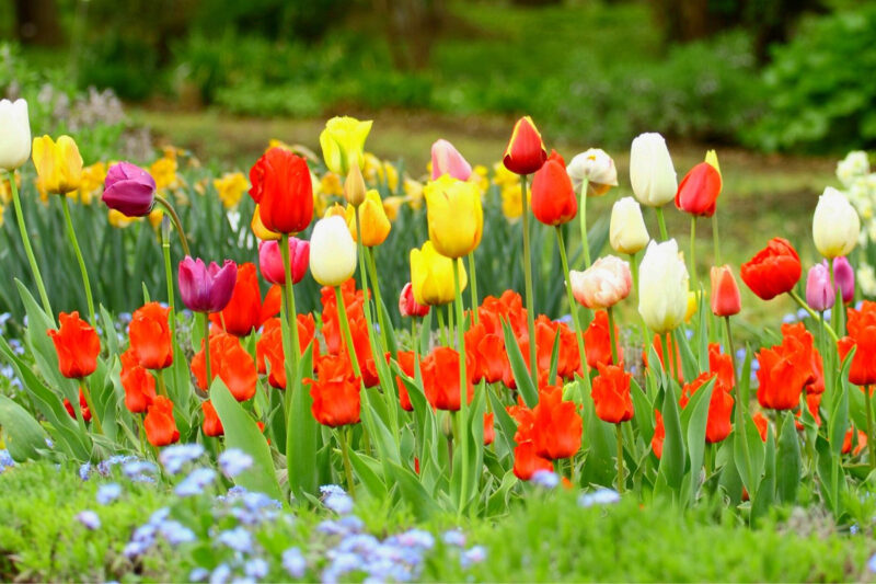 20 Assorted Tulip Bulbs, Large Bulbs