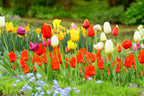 20 Assorted Tulip Bulbs, Large Bulbs