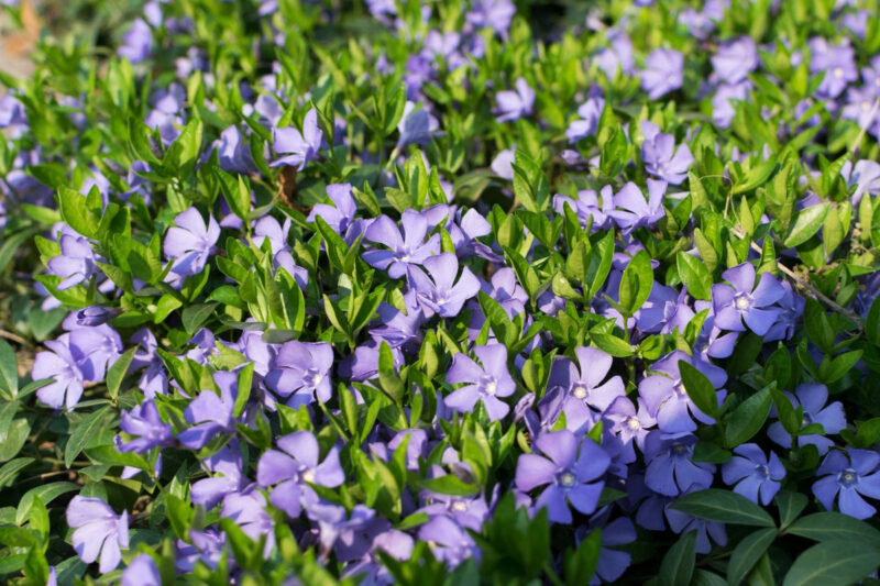 Vinca Plants Live - 250 Bare Roots - 6 to 8 Inc Tall