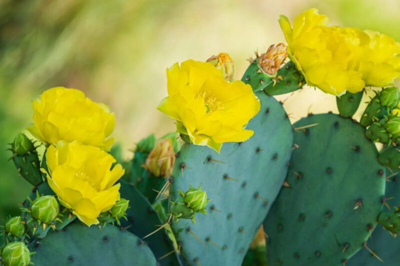 Green Spineless Prickly Pear Opuntia Cactus Rooted, Succulents Live Plant Rooted from 4 Inches Tall
