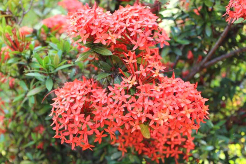Red Ixora Plants Live - 4 to 6 Inc Tall , 3 Plants