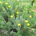 1 Lb Spineless Prickly Pear Opuntia Cactus Pads