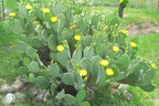 1 Lb Spineless Prickly Pear Opuntia Cactus Pads