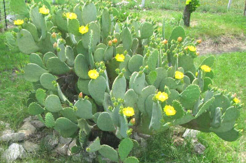 1 Lb Spineless Prickly Pear Opuntia Cactus Pads Live