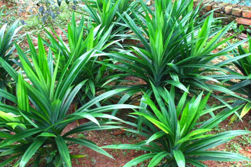 Pandan Plant for Sale - 5 to 8 Inches Tall
