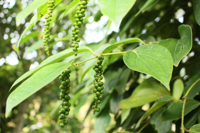 Black Pepper Plant Live, 4 to 6 Inches Tall, Piper Nigrum Plant
