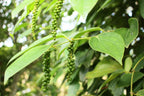 Black Pepper Plant Live, 4 to 6 Inches Tall, Piper Nigrum Plant