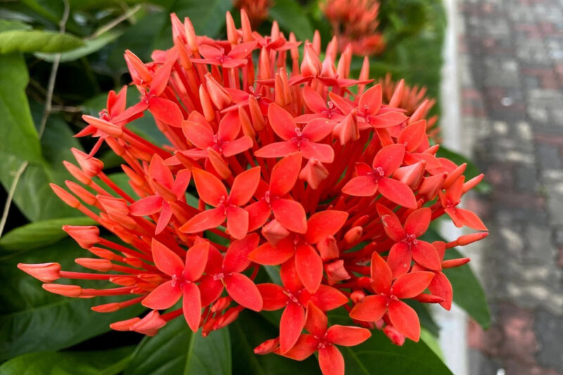 Red Ixora Plants Live - 5 Inc Tall, 3 Plants