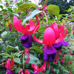 Fuchsia Lago Plants - 2 Plants - 5 to 7 Inches Tall - Live Fuchsia Flower Plant for Garden - Fuchsia Plants Live