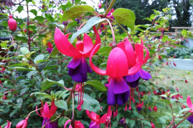 Fuchsia Lago Plants - 2 Plants - 5 to 7 Inches Tall - Live Fuchsia Flower Plant for Garden - Fuchsia Plants Live