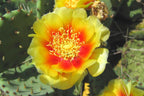Spineless Prickly Pear Opuntia Cactus Rooted Plant