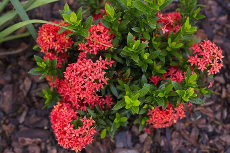 Red Ixora Plants Live - 5 Inc Tall, 3 Plants
