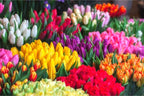 20 Assorted Tulip Bulbs, Large Bulbs