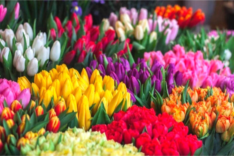 20 Assorted Tulip Bulbs, Large Bulbs