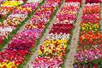 20 Assorted Tulip Bulbs, Large Bulbs