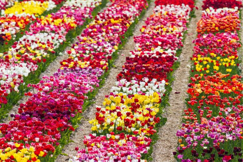 20 Assorted Tulip Bulbs, Large Bulbs