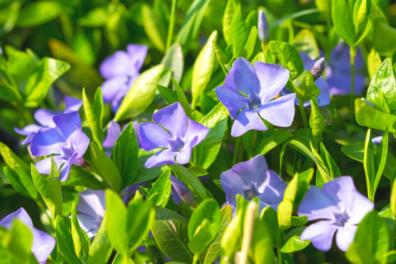 Vinca Plants Live - 200 Bare Roots - 6 to 8 Inc Tall