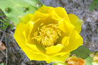 2 Lb Spineless Prickly Pear Opuntia Cactus Pads