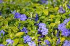 Vinca Plants Live - 100 Bare Roots - 6 to 8 Inc Tall