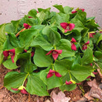 Mix Trillium Roots - 10 Roots, Large Roots - Yellow Red White Color Flower